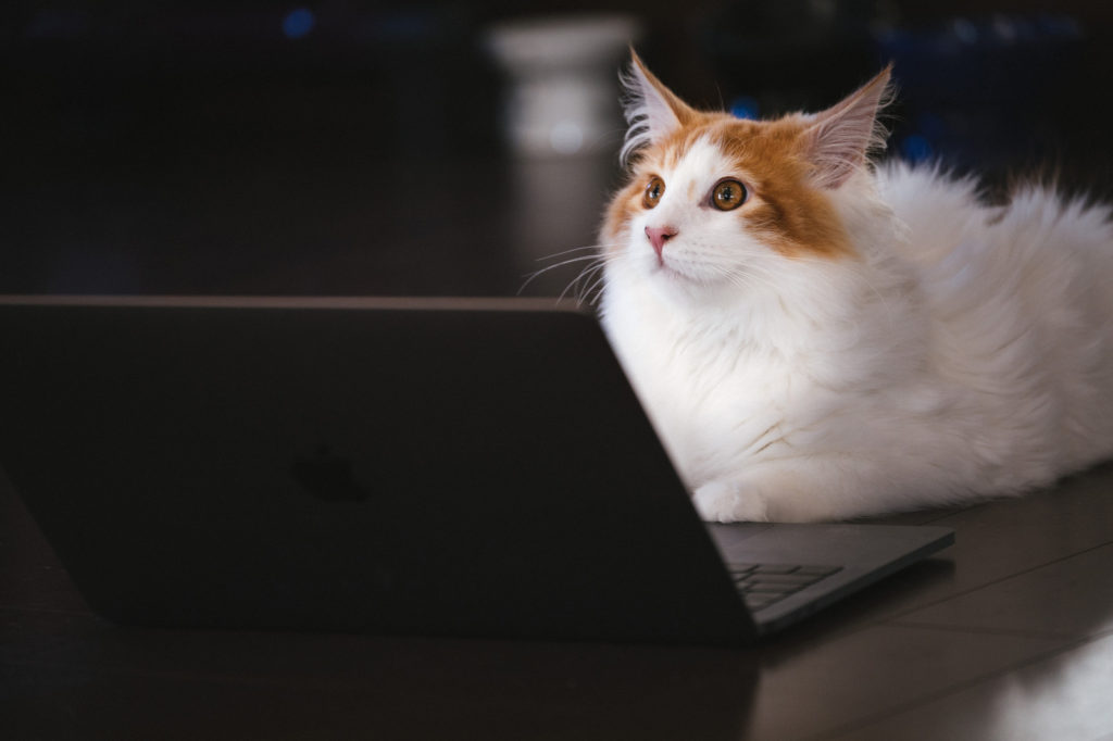 写真：イメージ猫とパソコン